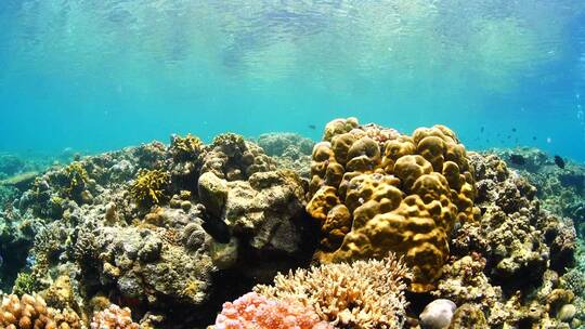 海底世界 珊瑚礁 鱼群