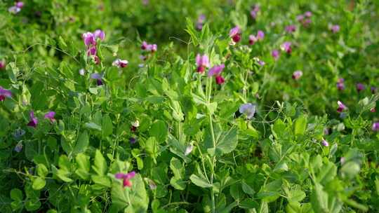 相机高清摄农村菜田豌豆花开(3)