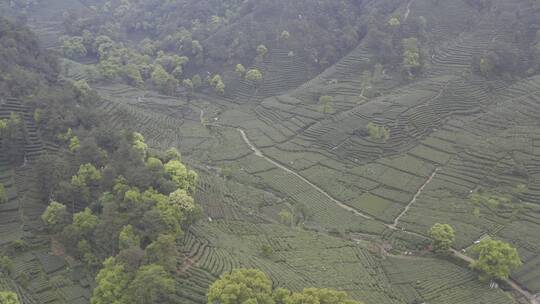 茶茶叶红茶艺采茶泡茶红茶山春茶道茶园农业