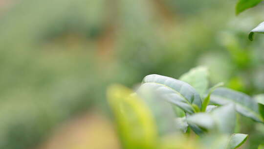 茶叶 春天 嫩叶 茶树 