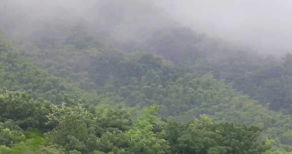 绿色山林森林竹海云海云雾 安徽山区