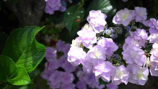 花园鲜花园艺园林