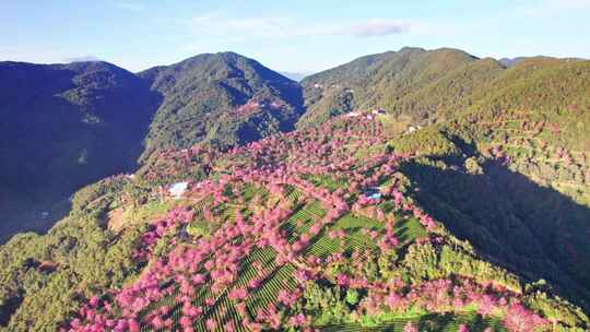 云南大理无量山樱花谷日出冬樱花和茶园航拍