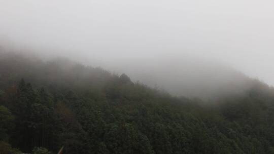 森林雾气弥漫