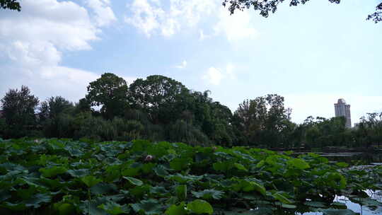 昆明翠湖公园