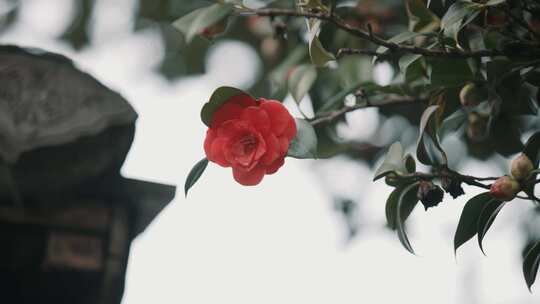 枝头绽放的红色山茶花