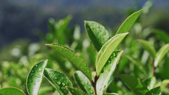 茶山茶园红茶绿茶茶叶种植视频素材模板下载