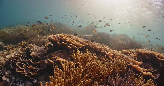 海洋下的珊瑚礁