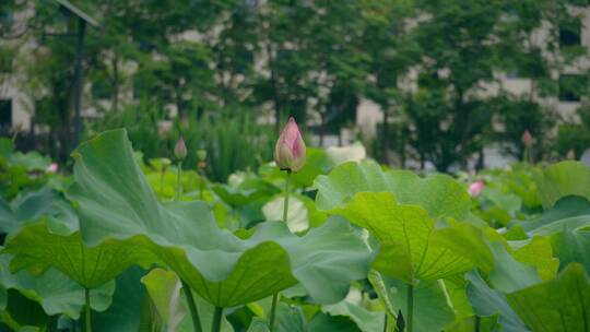 220618夏天荷花A00002047视频素材模板下载