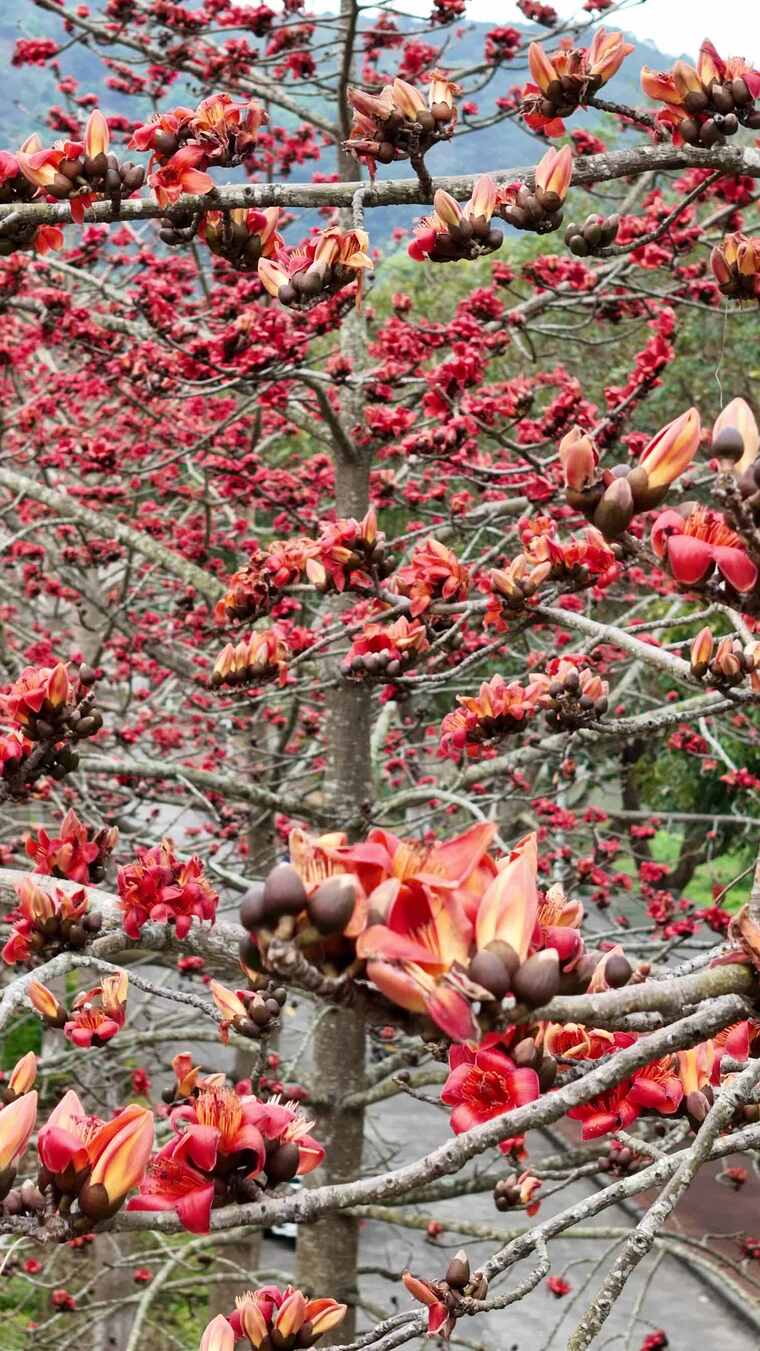 盛开的木棉花特写
