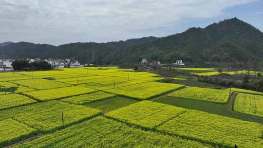 航拍油菜花田