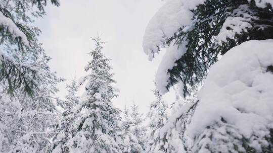 冬季森林白雪皑皑雪景航拍视频素材模板下载