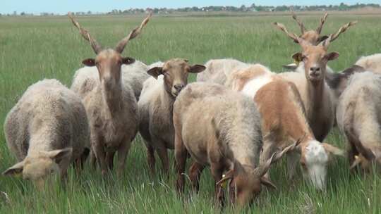 高原牧场羊群吃草