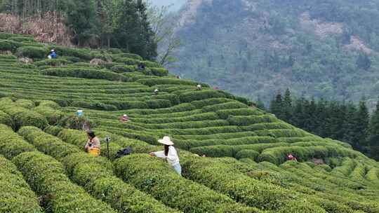 茶园采茶，春茶