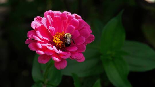 花园里盛开的菊花上蜜蜂正在采蜜