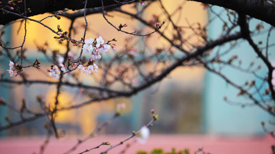 城市春天樱花季盛开的樱花