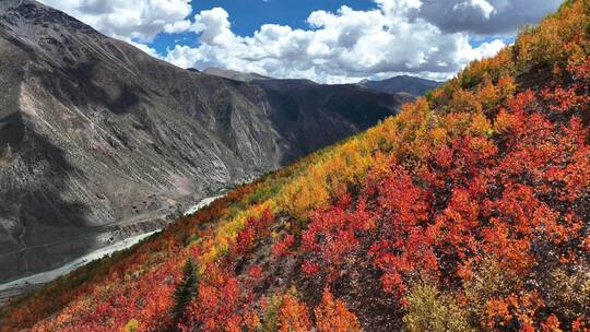 无人机航拍西藏林芝地区高山上的一抹秋景