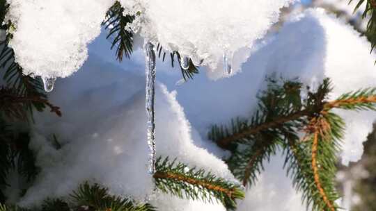 冬天下雪后松树枝头的积雪