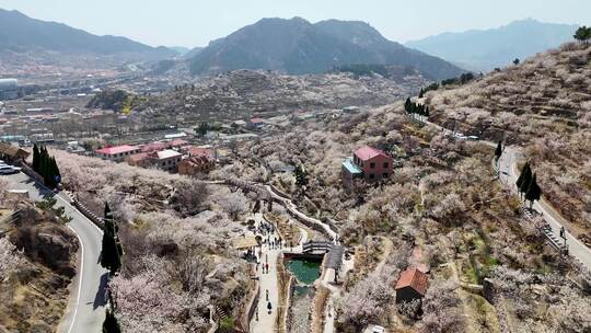 青岛崂山大崂樱桃谷3月漫山遍野白色樱桃花