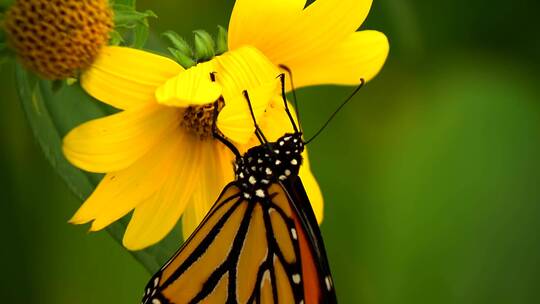 蝴蝶趴在黄色花朵上
