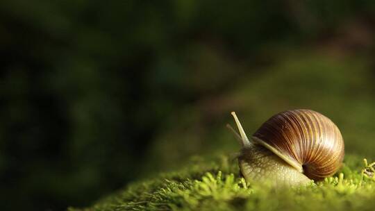 蜗牛与草
