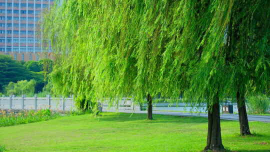公园 湖边 柳树 柳条随风飘动