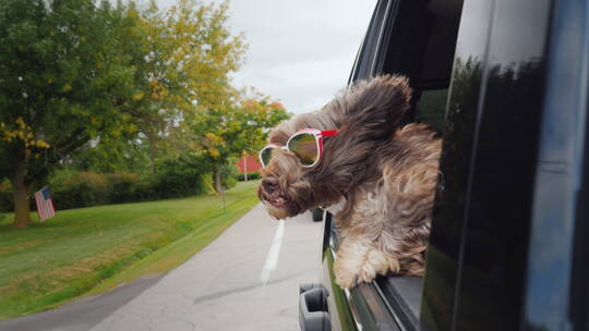 狗狗戴着墨镜趴在车窗外
