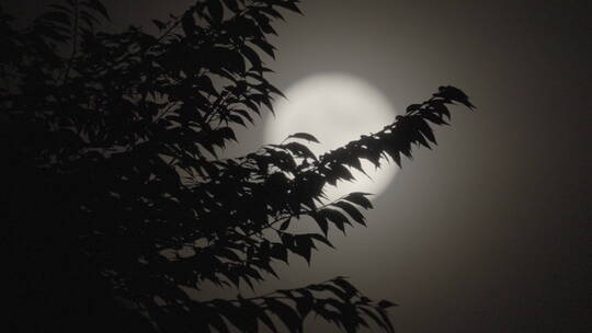 月亮意境 圆月 树叶