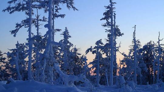 大兴安岭冬季雪林暮色