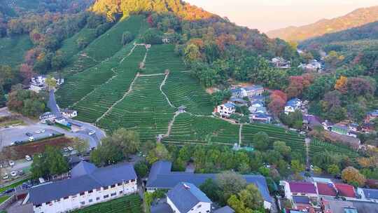 唯美杭州西湖龙井茶文化景区航拍茶园地茶叶