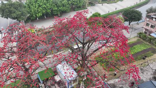 中国广东省佛山市南海区夏北河北书院木棉花