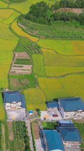 金黄稻田农业种植竖屏航拍