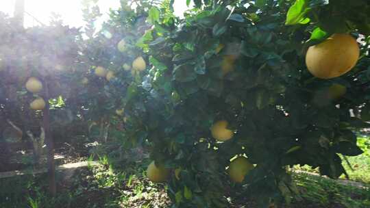 农村农场里的柚子蜜柚甜柚柚子种植基地