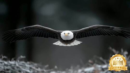 雄鹰展翅翱翔天际尽显猛禽风采