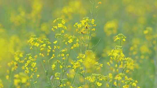 春天油菜花春暖花开蜜蜂采蜜视频素材模板下载