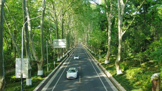 南京紫金山陵园路梧桐大道