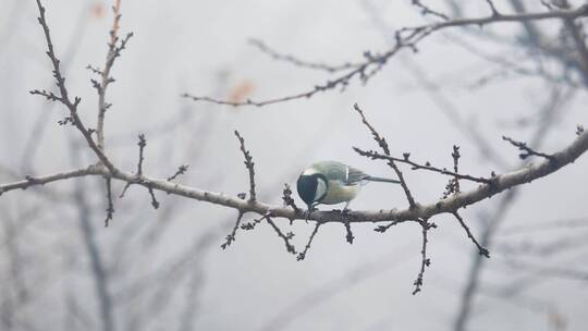 公园树枝上的小鸟山雀