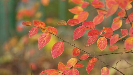 微风中火红美丽的树叶 红色的树叶视频素材模板下载