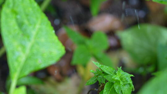 被雨水滋润的绿植视频素材模板下载