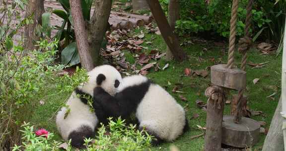 可爱的两只大熊猫幼崽在一起玩耍打架