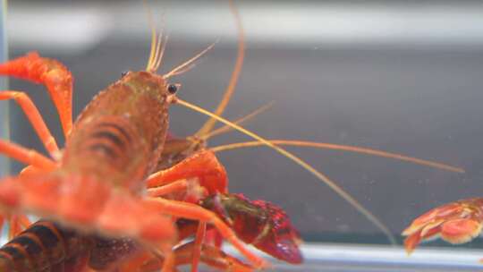 鲜活小龙虾入水食材视频素材模板下载