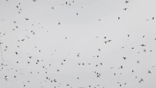 大量鸟群从天空飞过百鸟归巢人与自然
