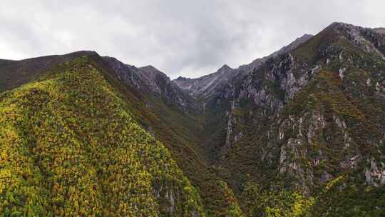 航拍秋景高山山脉树木金黄