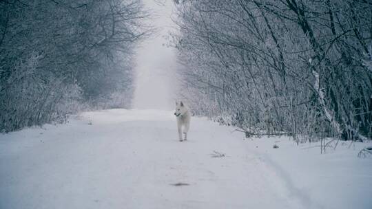 白狗在森林里一条积雪的小路上奔跑