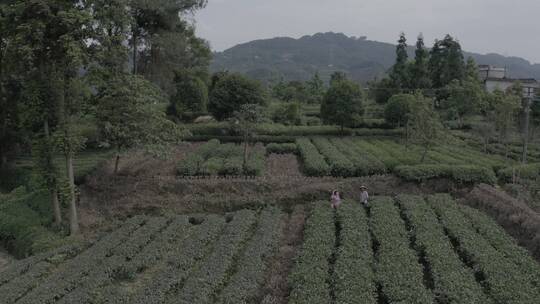 20200605四川雅安茶园农家航拍