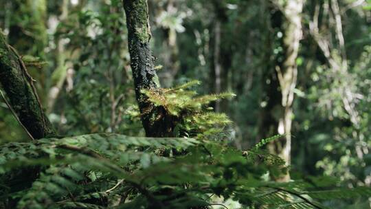 森林中的树木植物视频素材模板下载