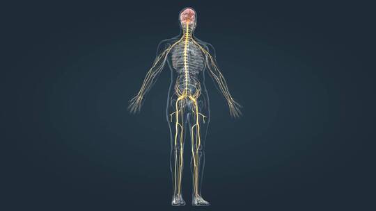 医疗中枢周围神经系统医学3D人体科学动画