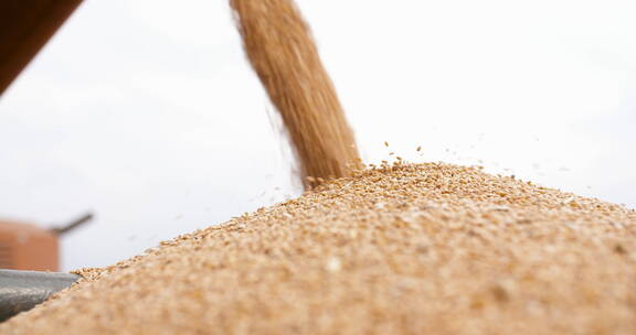 丰收的小麦种子特写