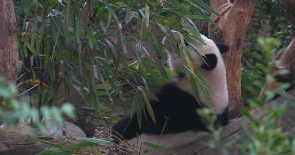 大熊猫吃竹子