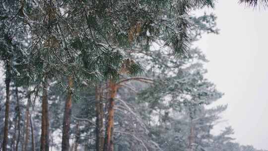 冬天下雪树木飘雪冬季大雪小雪大寒小寒立冬